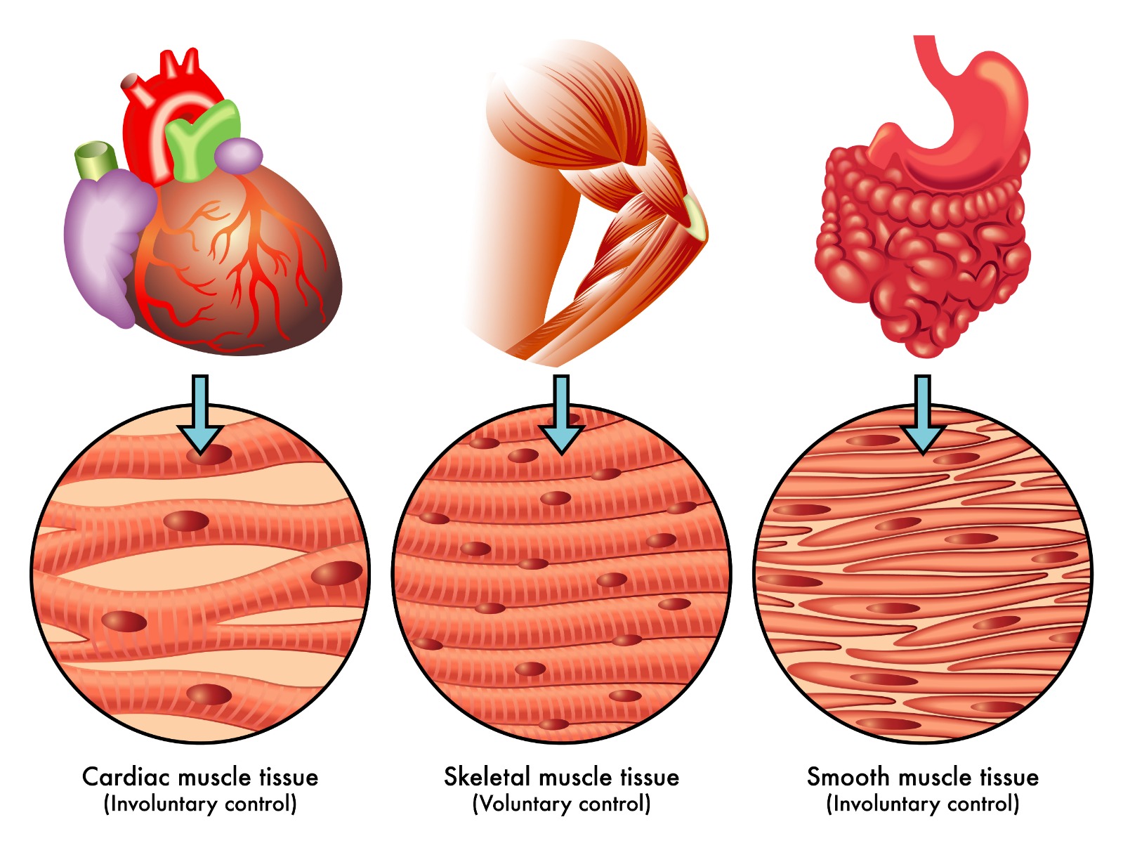 muscle tissue